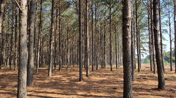 Foto de vários Pinus spp. espaçados entre si num solo marrom.