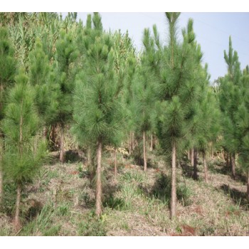 Foto tirada de várias árvores de Pinus taeda em uma floresta.