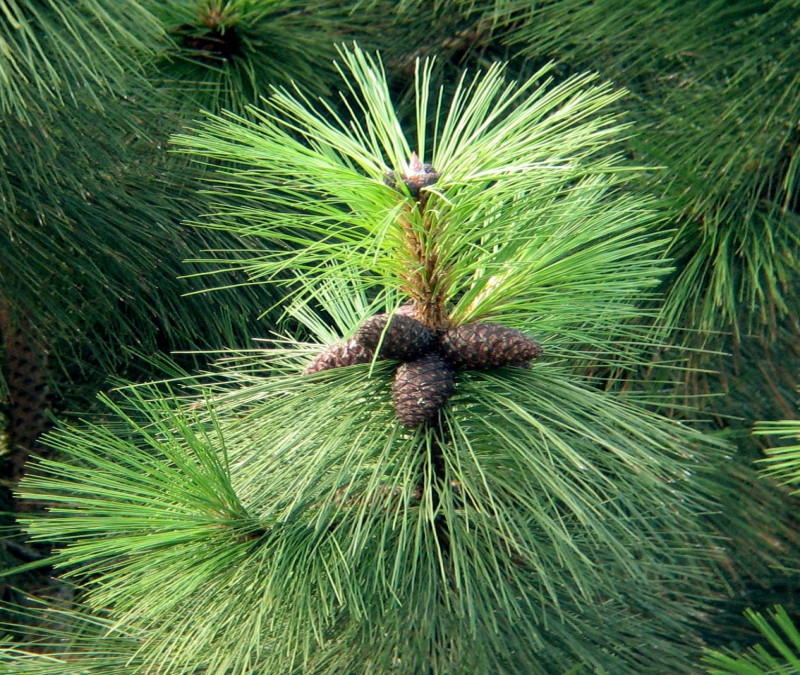 Imagem de perto de quatro pinhas em um Pinus elliottii, com suas folhas espetadas para todas as direções