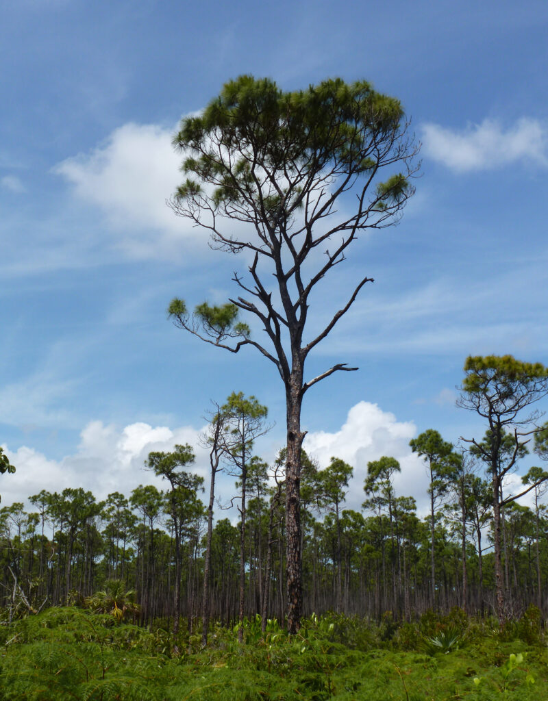 Foto de uma Pinus caribaea, com muitos metros no ar e vários galhos vazios, maior que todas as outras árvores atrás. 