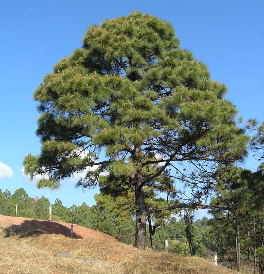 Árvore grande de Pinus oocarpa, com muitas folhas em seus caules, à luz do sol.