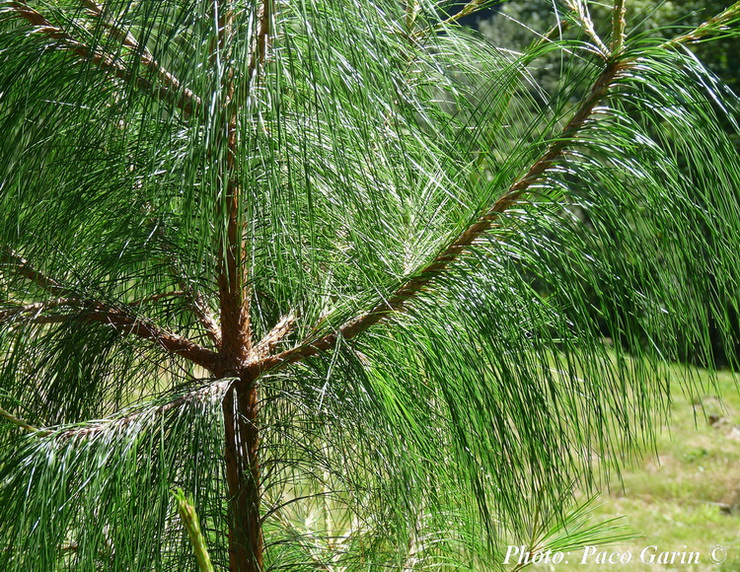 Foto tirada de um Pinus tecunumanni.