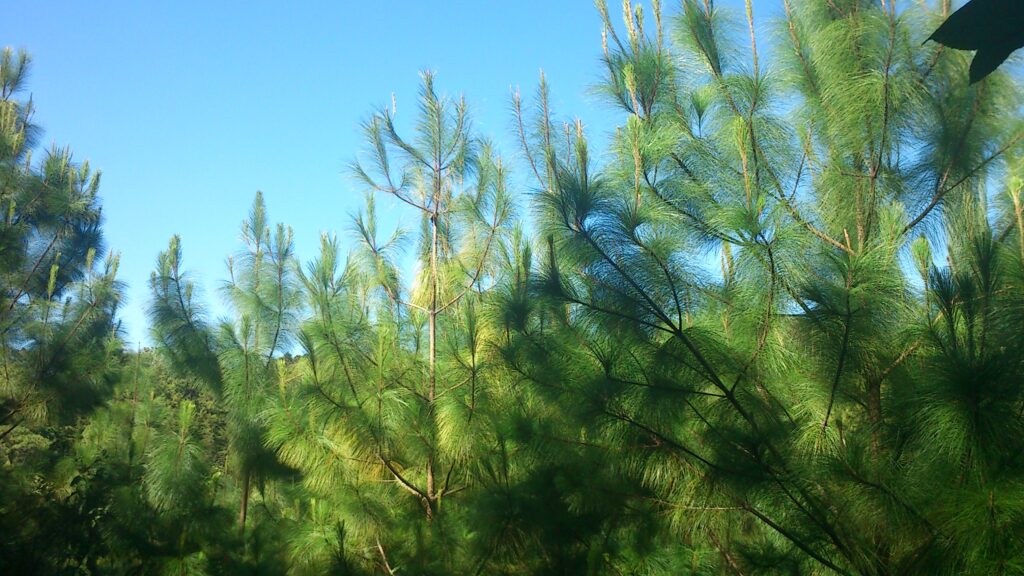 Foto de várias copas de Pinus maximinoi à luz do sol.