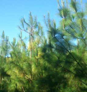 Cultivo de Pinus no Brasil