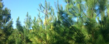 Cultivo de Pinus no Brasil