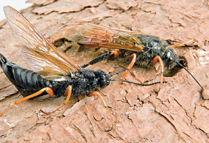 Foto aproximada de duas vespas-da-madeira. Elas têm o corpo preto e as asas marrom.