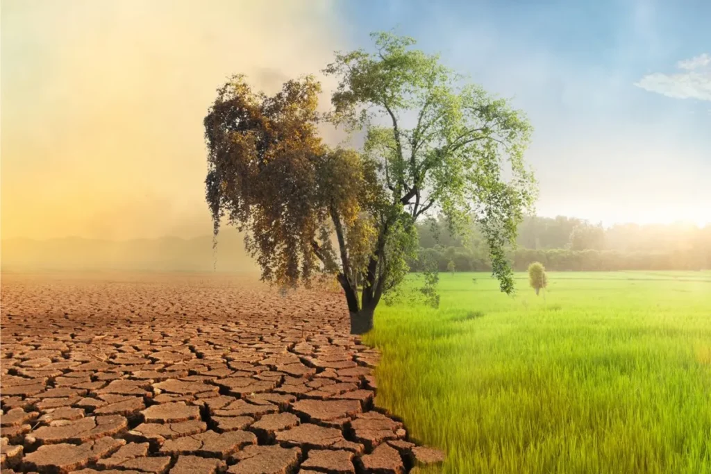 Imagem de uma árvore dividida entre solo seco e rachado de um lado e vegetação verde e saudável do outro, simbolizando impacto ambiental