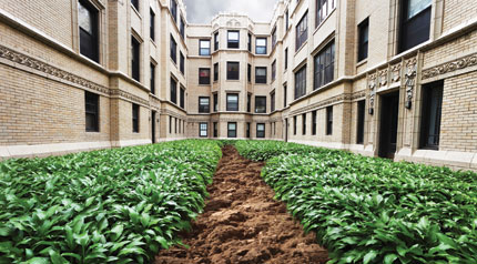 Foto de uma mini plantação na frente de um prédio, com um trecho de solo visível no meio.