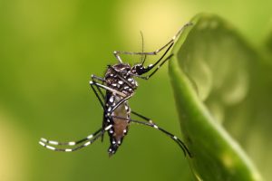 Foto aproximada de um mosquito da dengue.