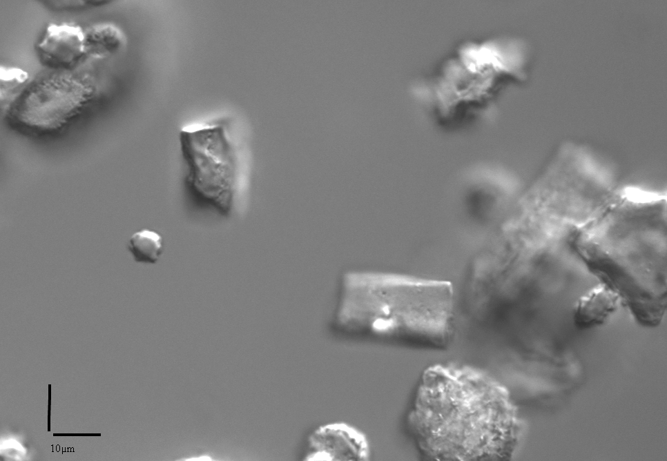 Imagem microscópica de fitólitos de solos de Búzios.