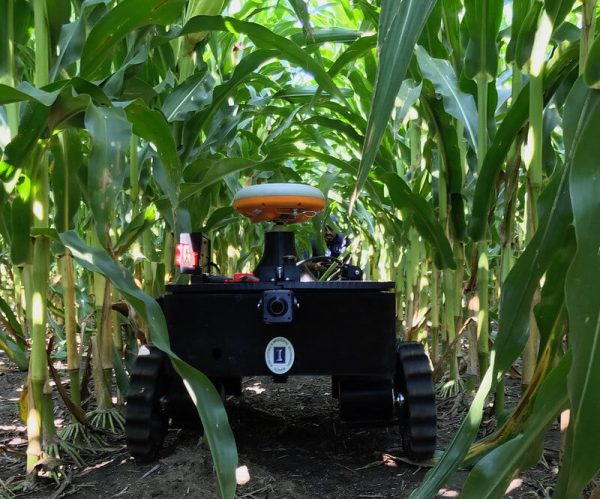 Imagem de um robô passando pelas plantas de milho.