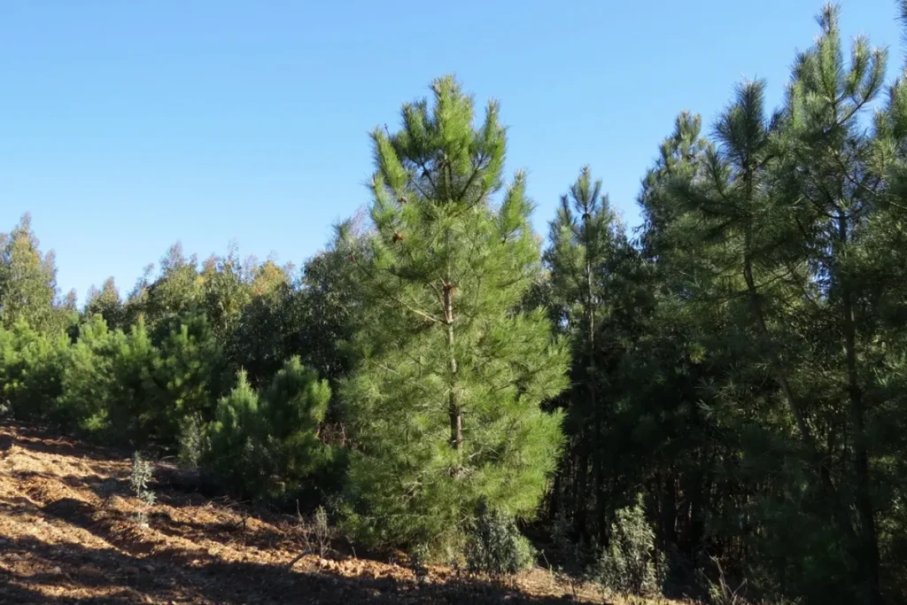 Árvore de pinus em destaque em uma plantação, cercada por outras árvores verdes sob céu azul.