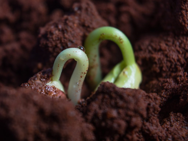 Foto de sementes de grão de bico brotando do solo.