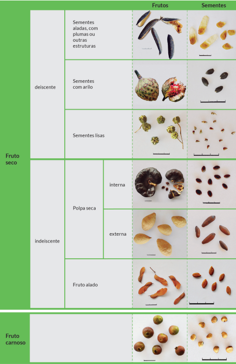 Classificação dos tipos principais de frutos e sementes encontrados em espécies arbóreas nativas em relação ao processo de beneficiamento.