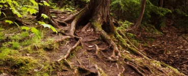 Raízes expostas de uma árvore em meio à floresta, cobertas por musgo e rodeadas por vegetação verde, simbolizando a força e interconexão da natureza.