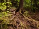Raízes expostas de uma árvore em meio à floresta, cobertas por musgo e rodeadas por vegetação verde, simbolizando a força e interconexão da natureza.