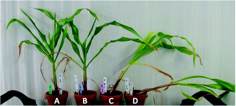 Foto de quatro plantas de milho em diferentes soluções e com diferentes graus de herbicida aplicado.