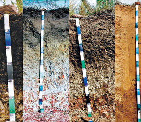 Perfis de solo como fonte de informação sobre o solo e o ambiente de formação
