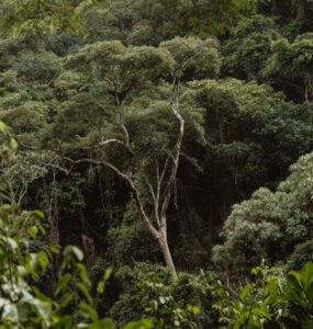 Arborimetria: mensuração de árvores