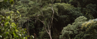 Arborimetria: mensuração de árvores