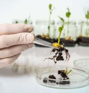 Melhoramento de plantas: Aluízio Borém fala dos desafios da área