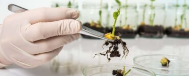 Melhoramento de plantas: Aluízio Borém fala dos desafios da área