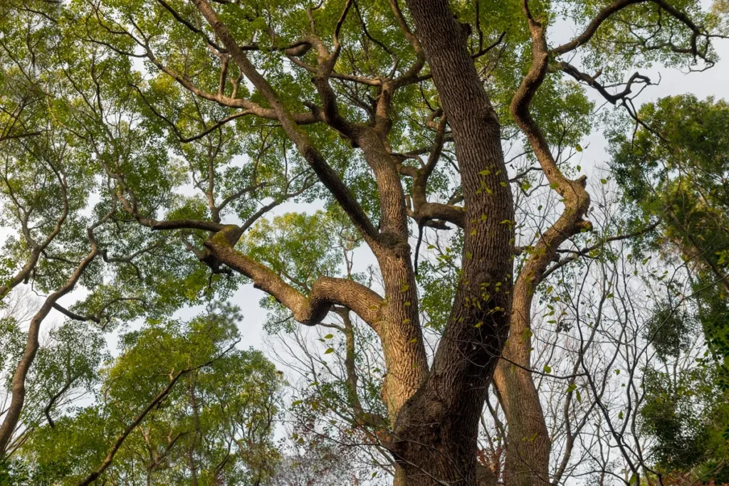 Vista de baixo para cima de uma grande árvore com troncos grossos e galhos retorcidos cobertos por folhas verdes, sob um céu claro.