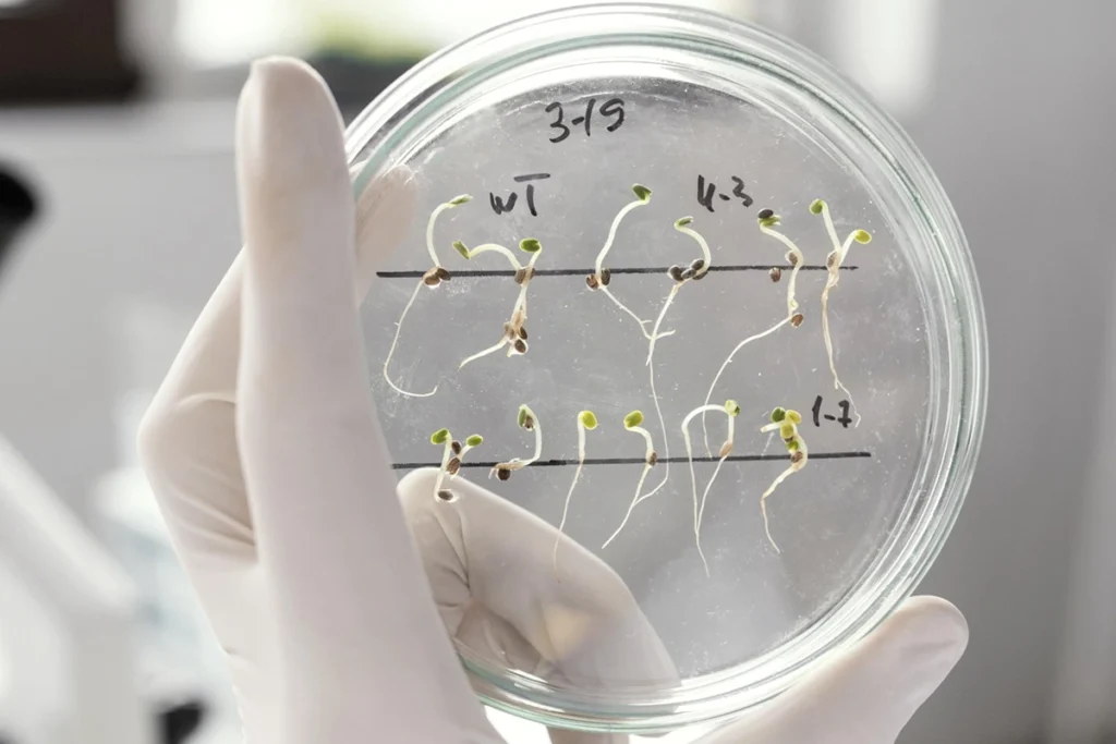Mão com luva segurando placa de Petri contendo plântulas em diferentes estágios de germinação