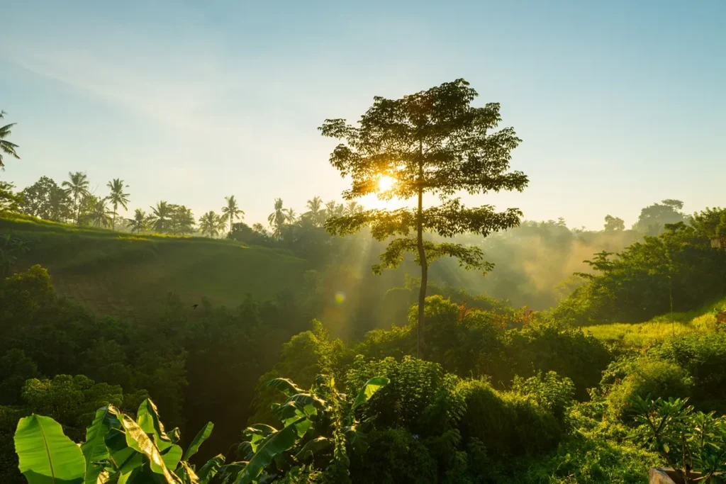 Paisagem de floresta tropical com árvores altas e vegetação densa, iluminada pelos raios do sol ao amanhecer.
