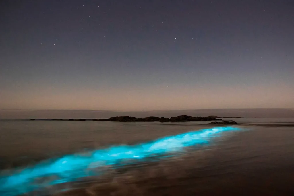 Bioluminescência no oceano durante a noite, com ondas brilhando em azul sob um céu estrelado.