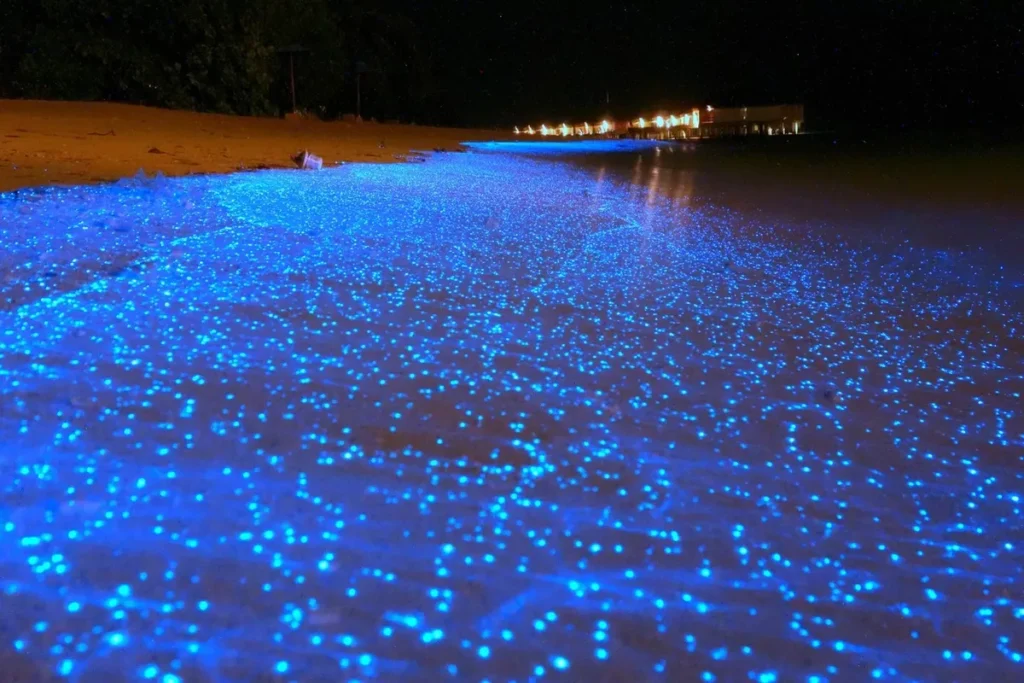 Bioluminescência no mar à noite, com milhares de pontos azuis brilhando na areia e na água