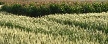 Campo agrícola com diferentes culturas plantadas em faixas, incluindo trigo e milho, representando a prática da rotação de culturas.