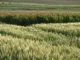 Campo agrícola com diferentes culturas plantadas em faixas, incluindo trigo e milho, representando a prática da rotação de culturas.