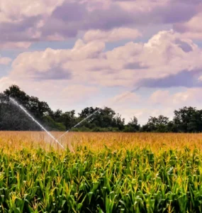 Plantação de milho sendo irrigada por aspersores com jatos de água cruzados, sob céu nublado com nuvens densas.