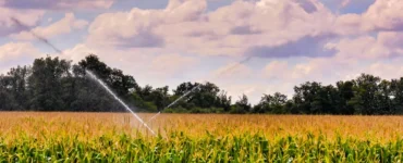 Plantação de milho sendo irrigada por aspersores com jatos de água cruzados, sob céu nublado com nuvens densas.