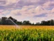 Plantação de milho sendo irrigada por aspersores com jatos de água cruzados, sob céu nublado com nuvens densas.
