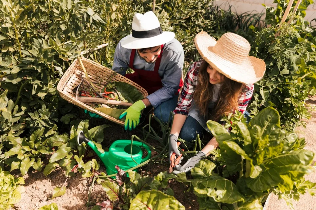 Casal com chapéus e luvas de jardinagem cuidando de uma horta orgânica, colhendo vegetais frescos com ferramentas e regador ao lado.