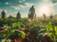 Trabalhadores rurais cultivando uma plantação verde sob a luz do pôr do sol, representando a agricultura familiar e o trabalho sustentável no campo.