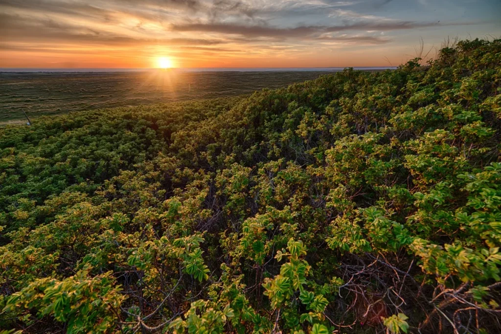 Imagem de um pôr do sol iluminando uma vasta área de agrofloresta, com vegetação verde e densa em primeiro plano e o horizonte dourado ao fundo.