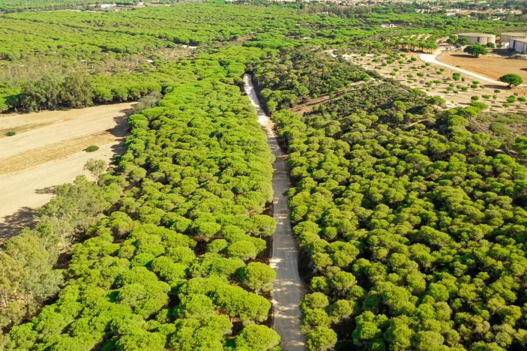 Imagem aérea de uma estrada de terra ladeada por uma densa floresta de pinheiros de copas verdes, formando um corredor natural em meio a áreas agrícolas e clareiras ao fundo.