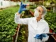Pesquisadora analisando amostra de planta em laboratório agrícola, usando máscara, luvas e jaleco em estufa com cultivo verde.