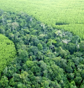 Vista aérea mostrando o contraste entre uma floresta nativa densa e uma plantação de eucalipto organizada em linhas simétricas.