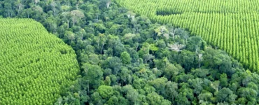 Vista aérea mostrando o contraste entre uma floresta nativa densa e uma plantação de eucalipto organizada em linhas simétricas.