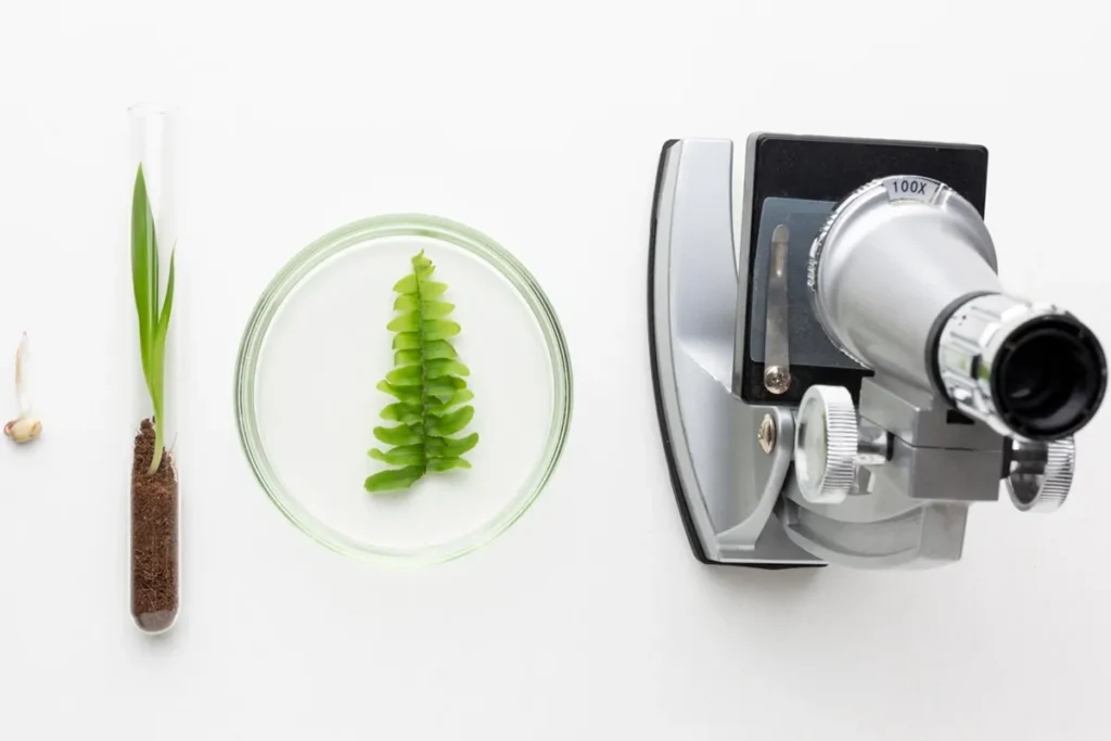 Microscópio ao lado de uma placa de Petri com folha verde de samambaia e um tubo de ensaio com planta germinada em solo, sobre fundo branco de laboratório.