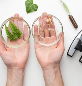 Duas mãos segurando placas de Petri — uma com folhas verdes de samambaia e outra com sementes germinadas — ao lado de um microscópio em uma bancada de laboratório.