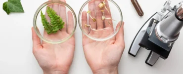 Duas mãos segurando placas de Petri — uma com folhas verdes de samambaia e outra com sementes germinadas — ao lado de um microscópio em uma bancada de laboratório.