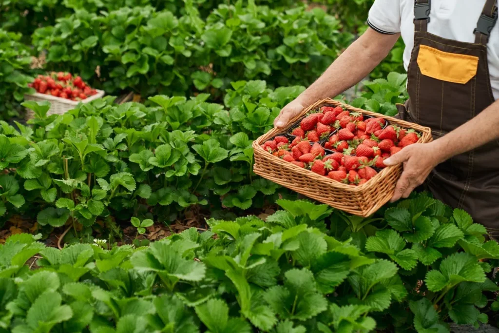 Imagem de um agricultor colhendo morangos orgânicos em uma plantação verde, segurando um cesto cheio de frutas vermelhas frescas.
