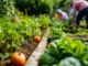 Imagem de uma horta comunitária com tomates e hortaliças crescendo em canteiros de terra, com pessoas ao fundo realizando o cultivo de forma sustentável.