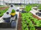 Robôs empregados na Agricultura 4.0