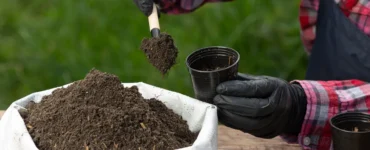 Imagem de uma pessoa usando luvas pretas enquanto coloca substrato orgânico em pequenos vasos de plástico preto para o plantio de mudas.